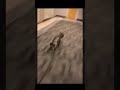 🐶