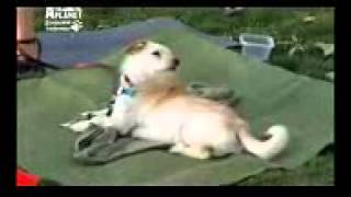 Бельгийский (Брюссельский) Гриффон, все породы собак, 101 dogs. Введение в собаковедение. Бельгийский (Брюссельский) Гриффон, все породы собак, 101 dogs. Введение в собаковедение.