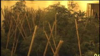 Police Discover Massive Marijuana Operation