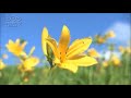 SMILE SMILE SMILE/オリジナル