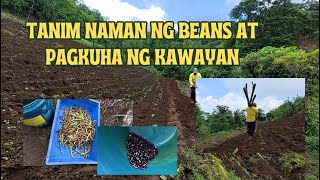 Download Lagu KAPS FARMING - TANIM NAMAN NG BEANS AT PAGKUHA NG KAWAYAN MP3