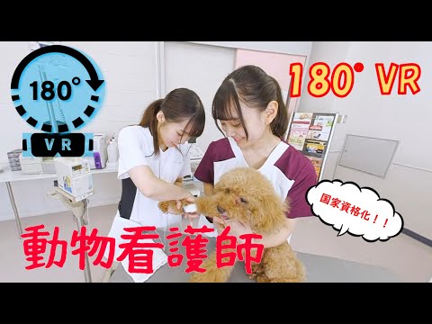 ペット看護士。 180°VR】動物看護師の国家資格化に向けた学び - YouTube