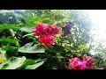 প্রকৃতি যখন হাসে ফুলের রঙে #nature #flowers #naturelvideo #vairalvideo #beautiful #flower