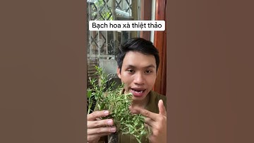Bạch hoa xà thiệt thảo #baithuocdangian