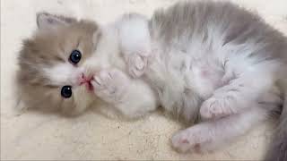 Cute Kitten Time