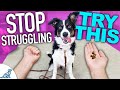 Solve 3 Puppy Training Problems With THIS One Game!