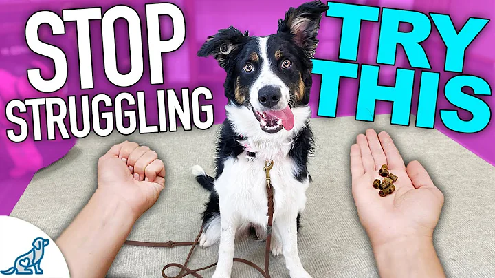 Solve 3 Puppy Training Problems With THIS One Game!