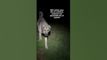 Our livestock guardian dog gives me a scare when he doesn’t recognize me in pasture at night👀