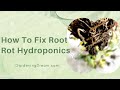 Effective Solutions for Root Rot in Hydroponics: Identification, Causes, and Prevention