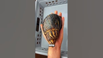 Khám Phá Thế Giới || Ốc Sên Khổng Lồ Châu Phi  #animals #shorts