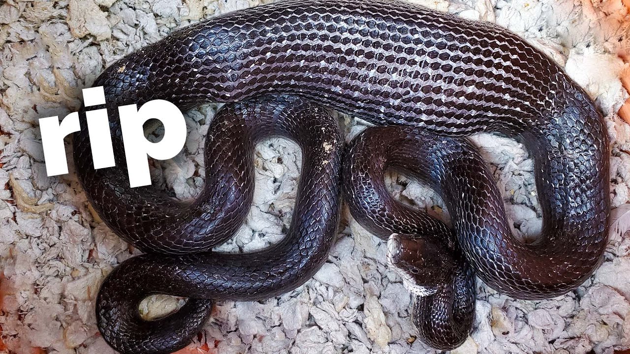 a snake ate my favorite bird
