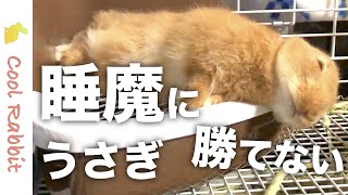 【うさぎ】睡魔に勝てないウサギはカミナリがなっても寝てしまう【ネザーランドドワーフ】Rabbit vlog #22 Sleepy rabbit