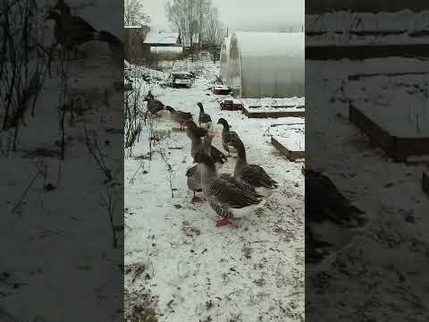 Гуси молодцы! 👍 Подняли тревогу сегодня ночью! 🤠