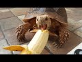 Sulcata Tortoise Eating Banana (Sulaiman) - Hand Feeding