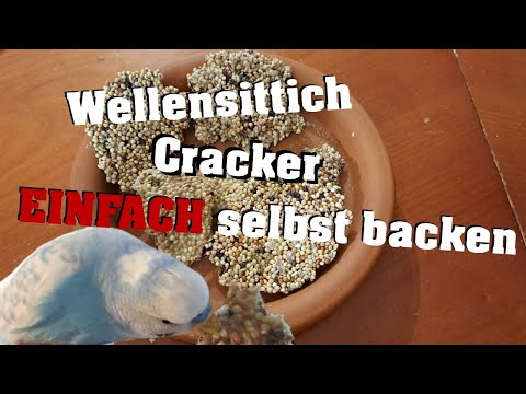 Video: Können Sittiche Cracker essen?