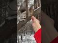 Орешек вместо тысячи слов белка Squirrel белочка белки смешныеживотные бельчонок парк лес