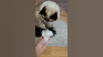 Вот почему у кошки выпадает шерсть
