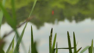 Fishing and  web