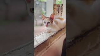 Pabasara ❤️ The cuteness 💞 #cat #fyp #fypシ #viral #viralvideo #viralvideo #viralnow