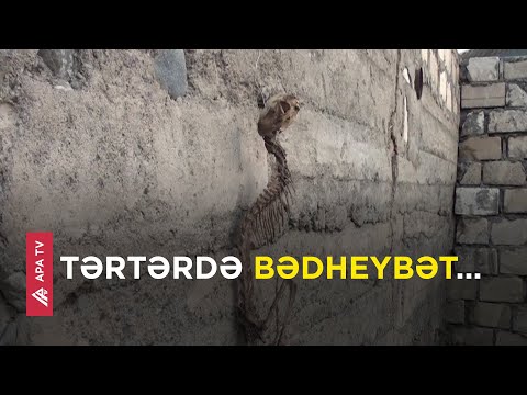 Tərtərdə əcaib heyvan sümüyü tapılıb, kənd vahimə içindədir - APA TV