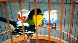 Burung Sirtu Blangkon gacor Dorr ll 2021