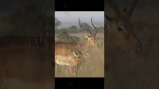 FUN FACTS ABOUT THE AFRICAN GAZELLE ANTELOPE THAT YOU DIDN'T KNOW !!!!