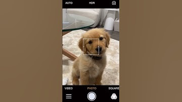 Thumbnail of Sounds That Make Your Head Tilt #puppy #dog #viral #shortsfeed