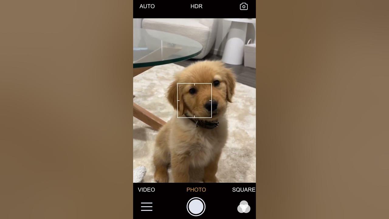 Sounds That Make Your Head Tilt #puppy #dog #viral #shortsfeed
