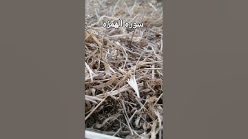 سورة الهمزه،، بصوت الشيخ عبد الرحمن السديس