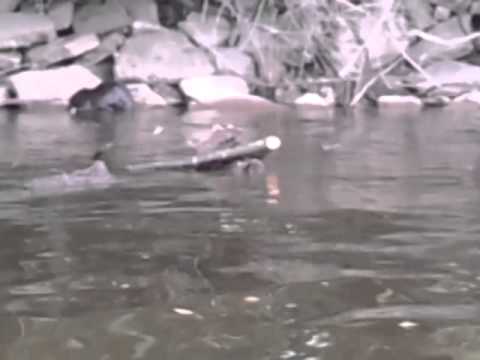 camera iphone 8 plus apk Beaver sighting