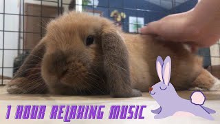1 Hour Bunny Rabbit Cuddling with Relaxing Music