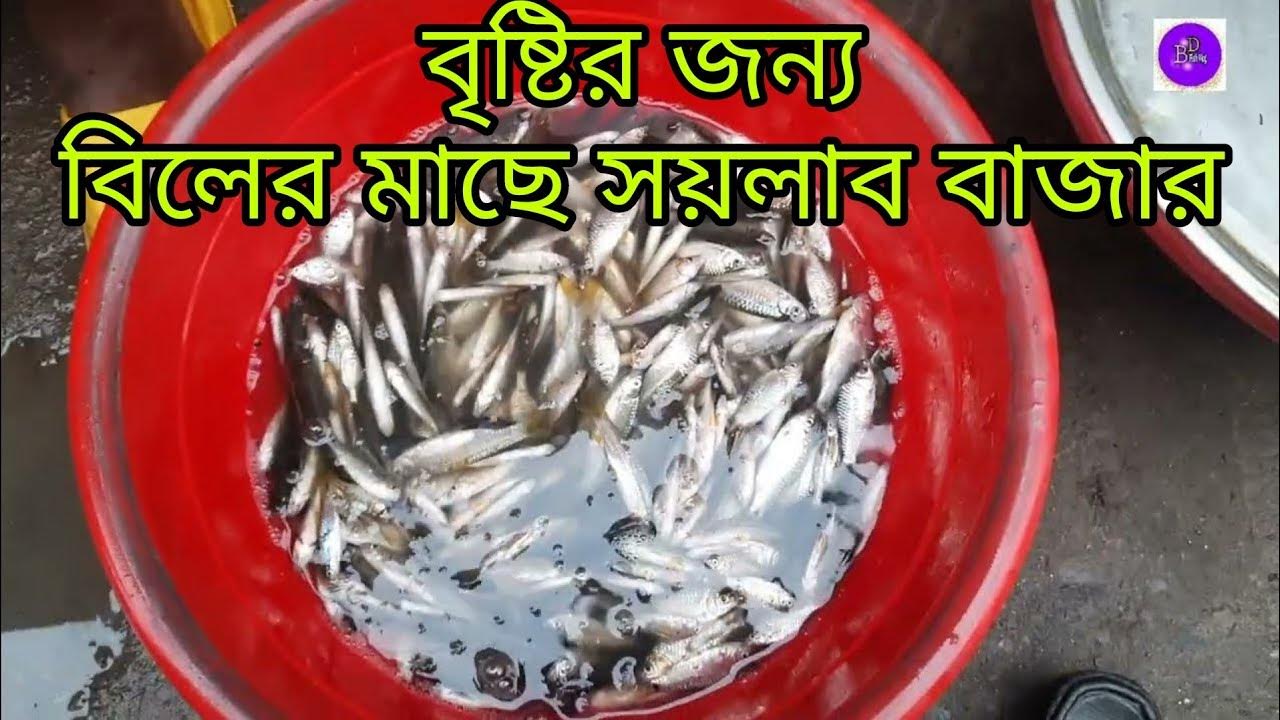 fish-price-in-bd-market-youtube