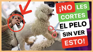 ¿Por qué no se debe afeitar a los perros?