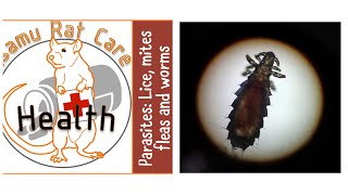 Rat Parasites: mites, lice , fleas and worms