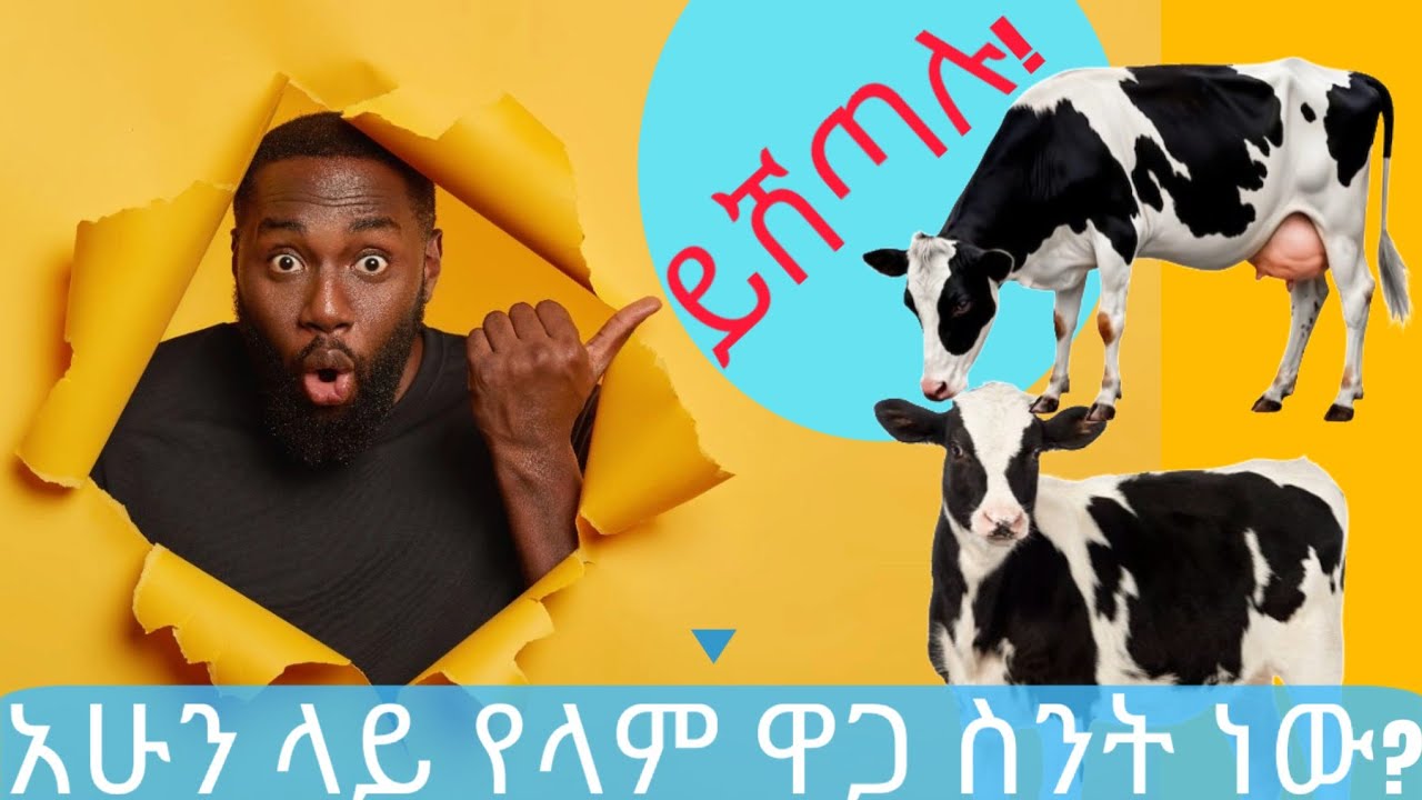 ምን ያዋጣል?|የወተት ላም ከመጀመራችን በፊት ማወቅ ያለብን?