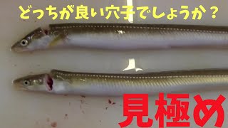あまり教えたくない穴子の目利き