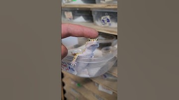 Leopard Geckos Love Pets 😋🦎
