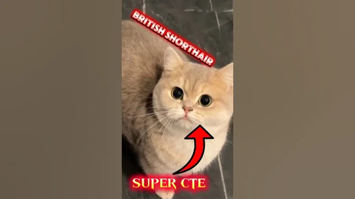 Video 11009701: british shorthair cat facts, adorable breed