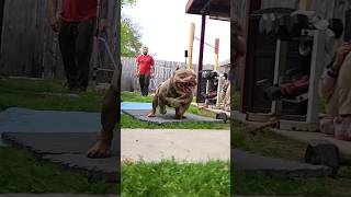 Real American Pocket Bully / Slow motion for me! #shorts #bully #dog