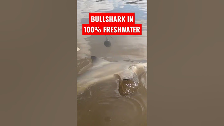 BULL SHARK IN 100% FRESHWATER! #howto #fishing #louisiana #shark #sharkweek #freshwater