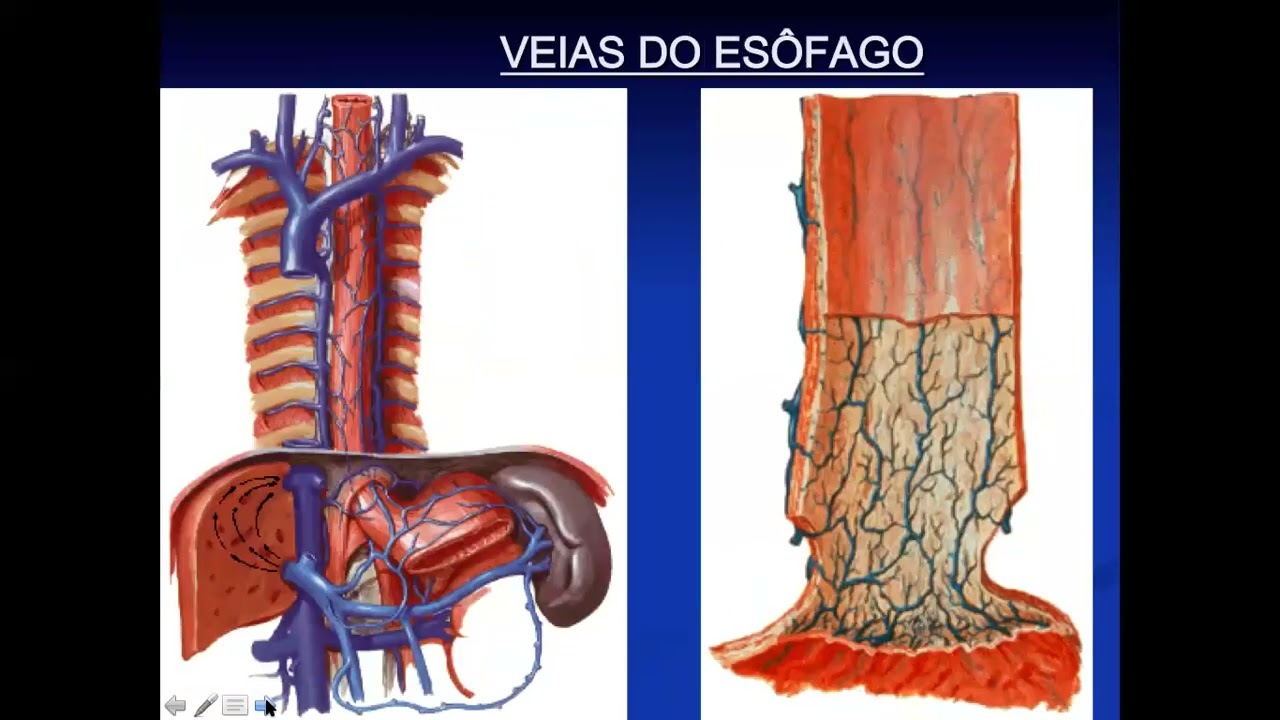 Anatomia Do Esofago E Estomago