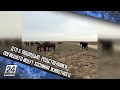 ДТП с лошадью: родственники погибшего ищут хозяина животного