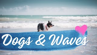 Peaceful nature with soft music / Adorable dogs playing in ocean waves on beach day screenshot 2