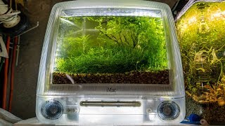 I TIME TRAVELED TO GET THESE FISH!