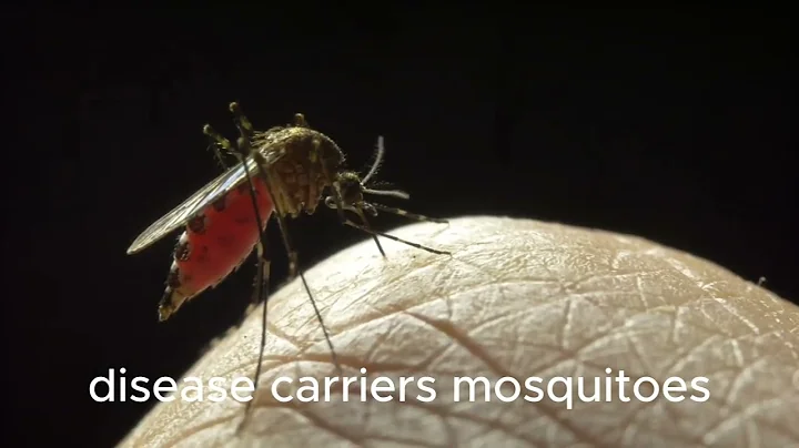 10 Fascinating Facts About Mosquitoes You Didn't Know!