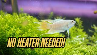 5 BEST Fish for a COLDWATER 60L Aquarium