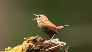 Master Kicau Wren Singer