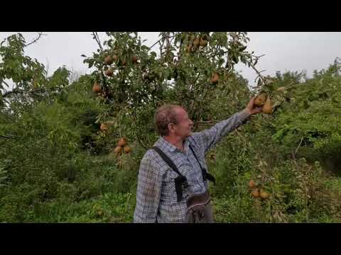 Видео: Королева груш Бере Клержо