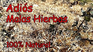 El Mejor Herbicida Natural !! VINAGRE Concentrado para Eliminar las Hierbas No Deseadas!!