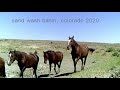 Wild horses of Sand Wash Basin, CO.